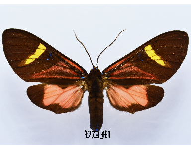 Histioea spp picture by VDM Insecthouse with reference 1449B