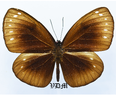 Euploea spp 1 picture by VDM Insecthouse with reference 1450B