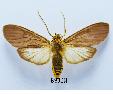 Pelochyta spp 1 picture by VDM Insecthouse with reference 1455B