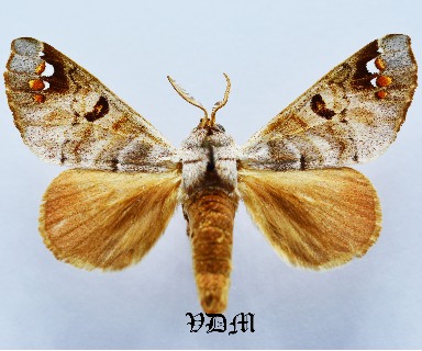 Pantelodes satellitia picture by VDM Insecthouse with reference 1456B