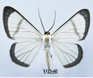 Perigramma celerenaria picture by VDM Insecthouse with reference 1457B