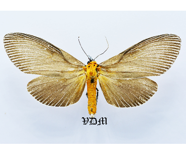 Euplocia membliaria  picture by VDM Insecthouse with reference 1458B