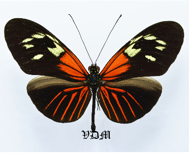 Heliconius erato spp 1 picture by VDM Insecthouse with reference 1477B