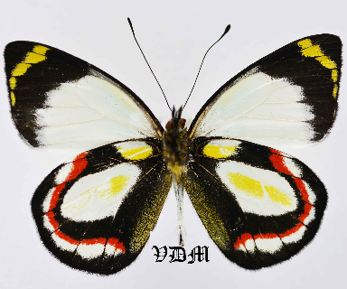Delias bakeri  picture by VDM Insecthouse with reference 1478B