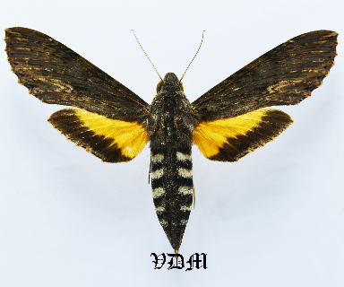 Isognathus scyron picture by VDM Insecthouse with reference 1487B