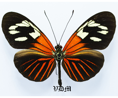Heliconius erato spp 2 photo by VDM Insecthouse with reference 1500B