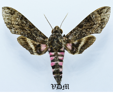 Agrius cingulata picture by VDM Insecthouse with reference 1506B