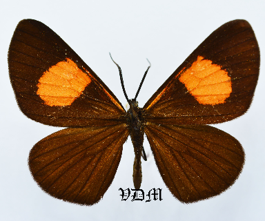 Sangalopsis spp picture by VDM Insecthouse with reference 1514B