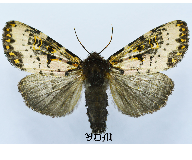 Xanthopastis tinais picture by VDM Insecthouse with reference 1515B