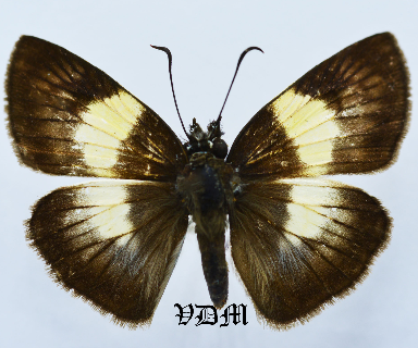 Potamanaxas spp picture by VDM Insecthouse with reference 1516B