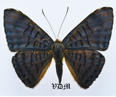 Emesis lucinda picture by VDM Insecthouse with reference 1523B