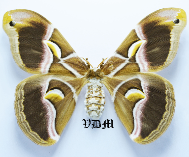 Samia cynthia ssp picture by VDM Insecthouse with reference 1528B