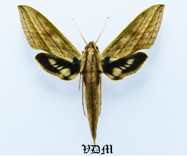 Xylophanes anubus anubus picture by VDM Insecthouse with reference 1535B