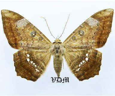 Cyclopis caecutiens picture by VDM Insecthouse with reference 1540B