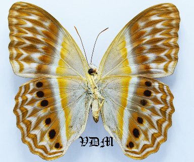 Cirrochroa regina ssp picture by VDM Insecthouse with reference 1541B