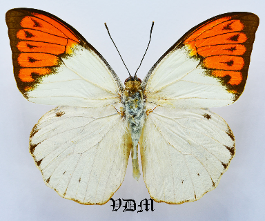 Hebomoia glaucippe spp picture by VDM Insecthouse with reference 1542B