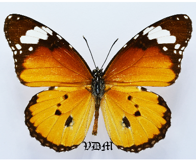 Danaus chrysippus ssp picture by VDM Insecthouse with reference 1549B