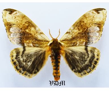 Molippa simillima picture by VDM Insecthouse with reference 1550B