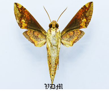 Xylophanes chiron nechus picture by VDM Insecthouse with reference 1552B