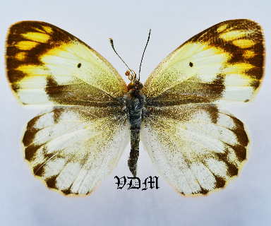 Colotis pallene picture by VDM Insecthouse with reference 1561B