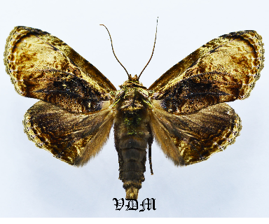 Lepidodes limbulata picture by VDM Insecthouse with reference 1562B