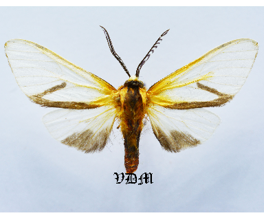 Turuptiana spp foto door VDM Insecthouse met referentie 1563B