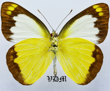 Cepora perimale ssp picture by VDM Insecthouse with reference 1579B