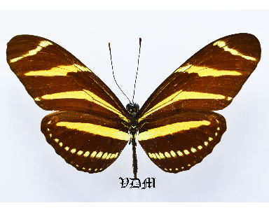 Heliconius charithonia picture by VDM Insecthouse with reference 1583B