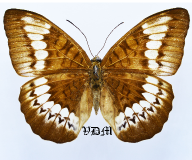 Tanaecia tigerta tigerta picture by VDM Insecthouse with reference 1597B