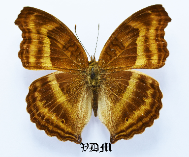 Junonia iphita iphita picture by VDM Insecthouse with reference 1600B