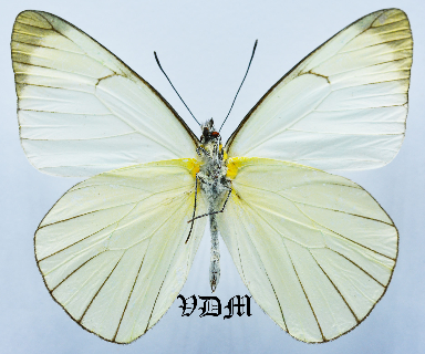 Daptoneura peruviana picture by VDM Insecthouse with reference 1601B