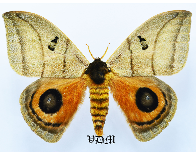 Automeris curvilinea  picture by VDM Insecthouse with reference 1603B