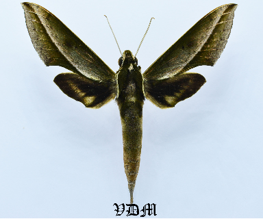 Xylophanes amadis amadis picture by VDM Insecthouse with reference 1606B