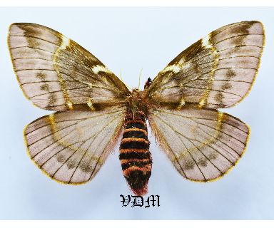 Paradirphia semirosea  picture by VDM Insecthouse with reference 1613B