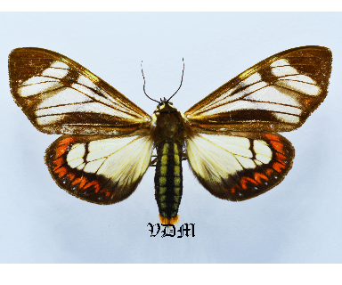 Dysschema spp picture by VDM Insecthouse with reference 1614B