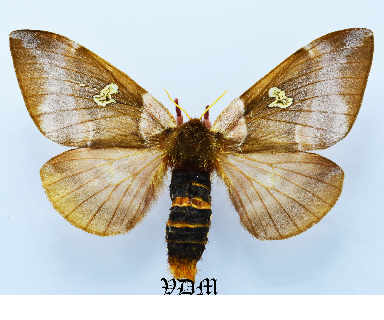 Dirphiopsis flora picture by VDM Insecthouse with reference 1615B