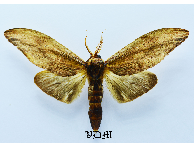 Lirimiris elongata photo by VDM Insecthouse with reference 1617B