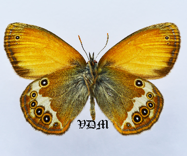 Coenonympha arcania picture by VDM Insecthouse with reference 1619B