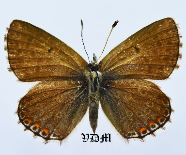 Polyommatus bellargus picture by VDM Insecthouse with reference 1626B