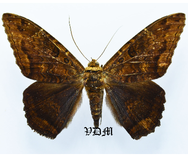 Letis mycerina picture by VDM Insecthouse with reference 1636B