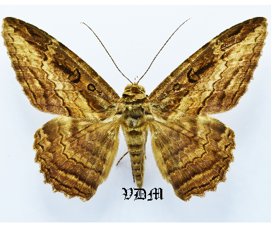 Letis buteo picture by VDM Insecthouse with reference 1637B