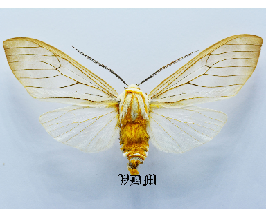 Amastus aconia picture by VDM Insecthouse with reference 1638B