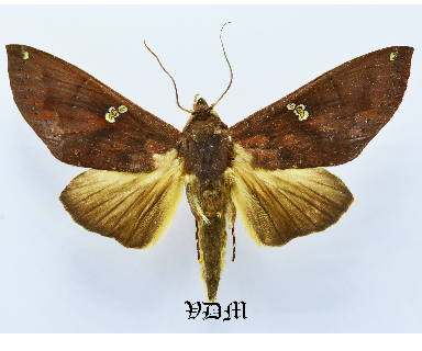 Hapigia spp picture by VDM Insecthouse with reference 1639B