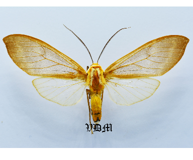 Amastus ochreceator picture by VDM Insecthouse with reference 1640B