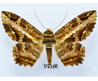 Letis occidua picture by VDM Insecthouse with reference 1641B