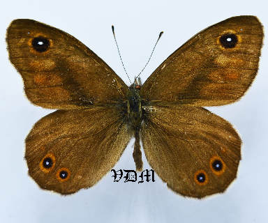 Lasiommata maera maera  ABBERATION !!! picture by VDM Insecthouse with reference 1647B