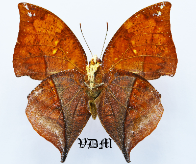 Zaretis itys ssp picture by VDM Insecthouse with reference 1648B