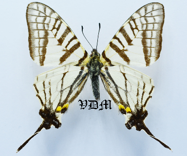 Pazala mandarina mandarina picture by VDM Insecthouse with reference 1650B