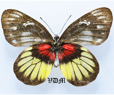 Delias ninus shoujii picture by VDM Insecthouse with reference 1654B